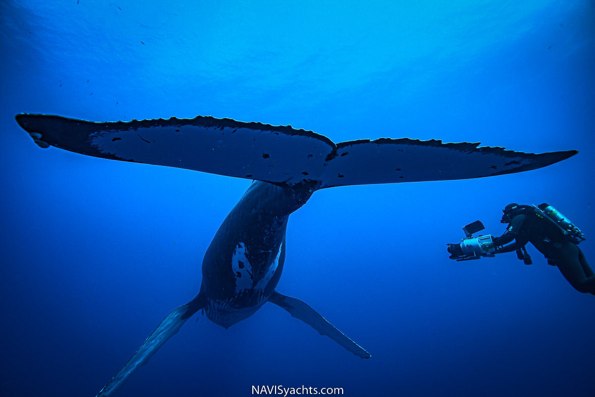 Stories from the ocean: Whales | Diving, Ocean Sustainability, Ocean Life