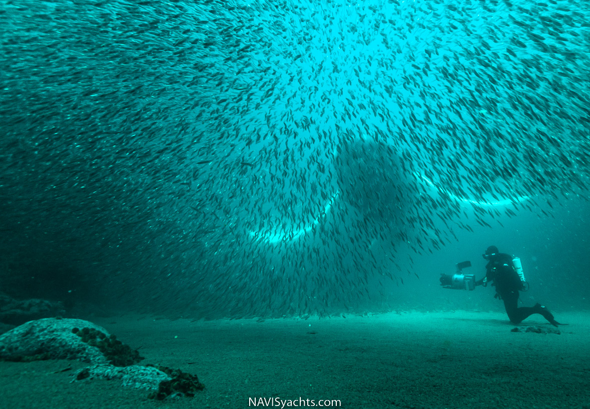 Newfoundland sea life