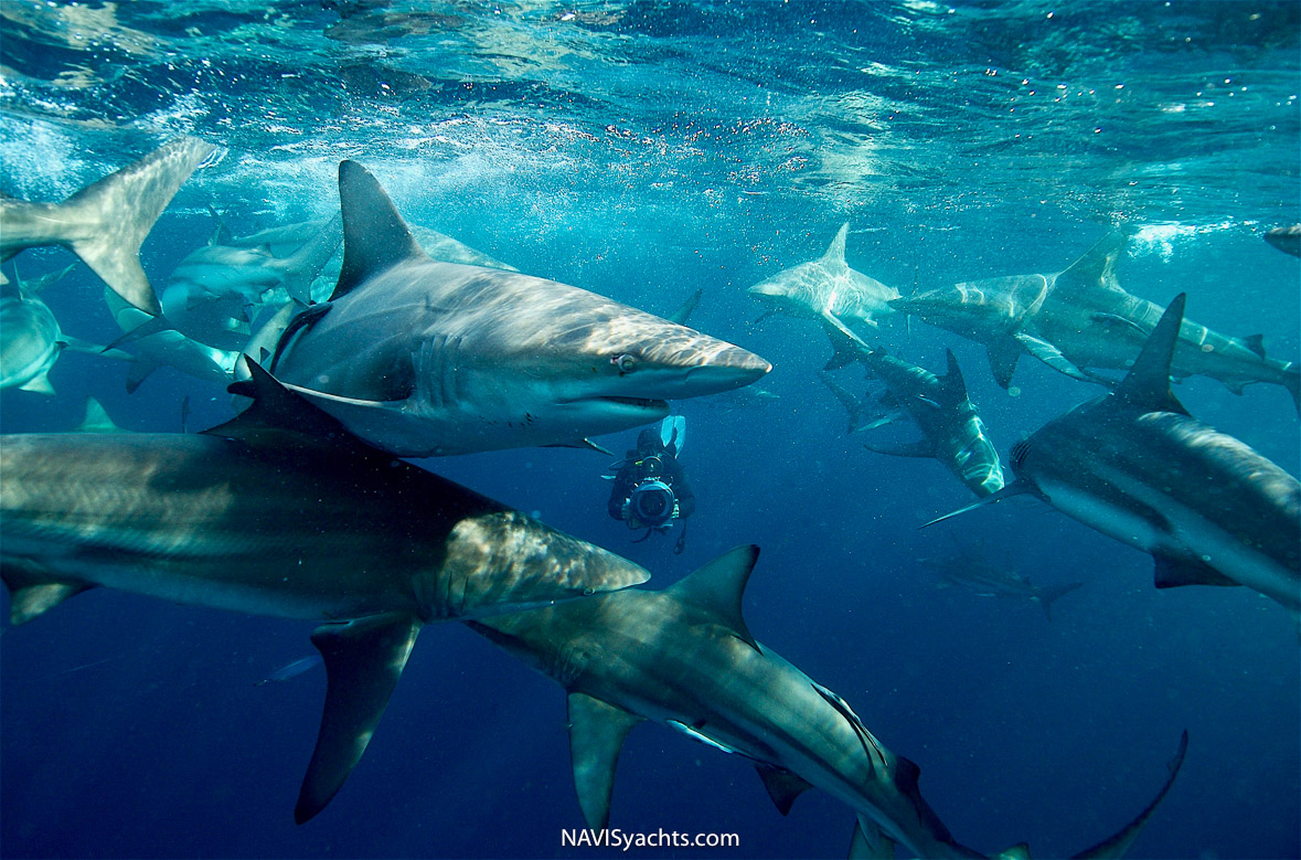 Ancient lineage of sharks swimming in the ocean