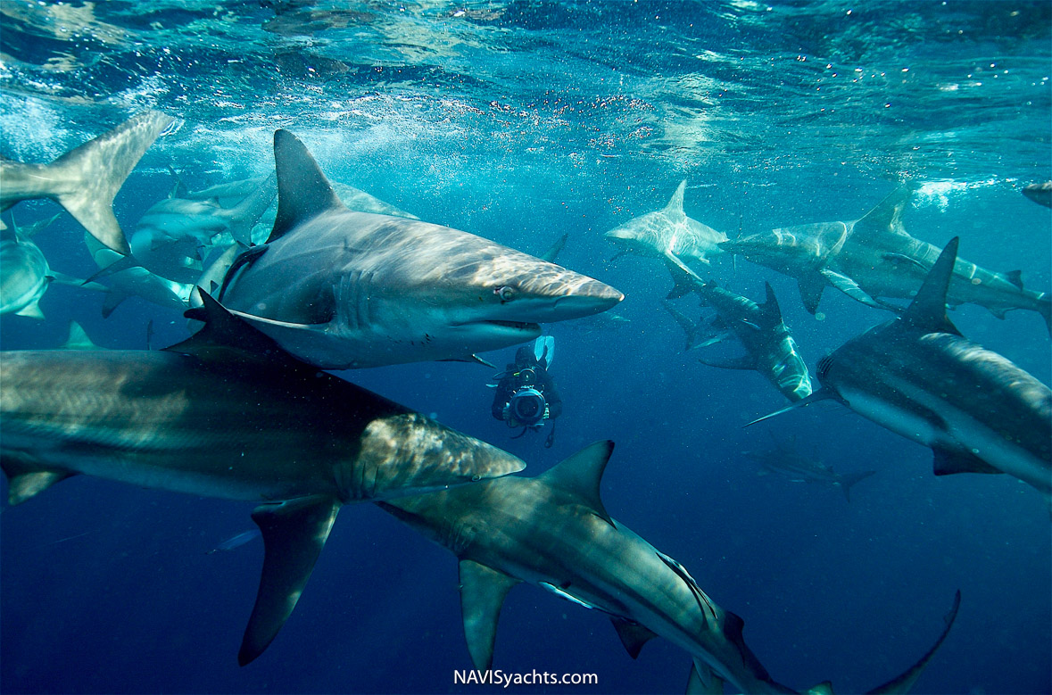 Didier Sharks L-