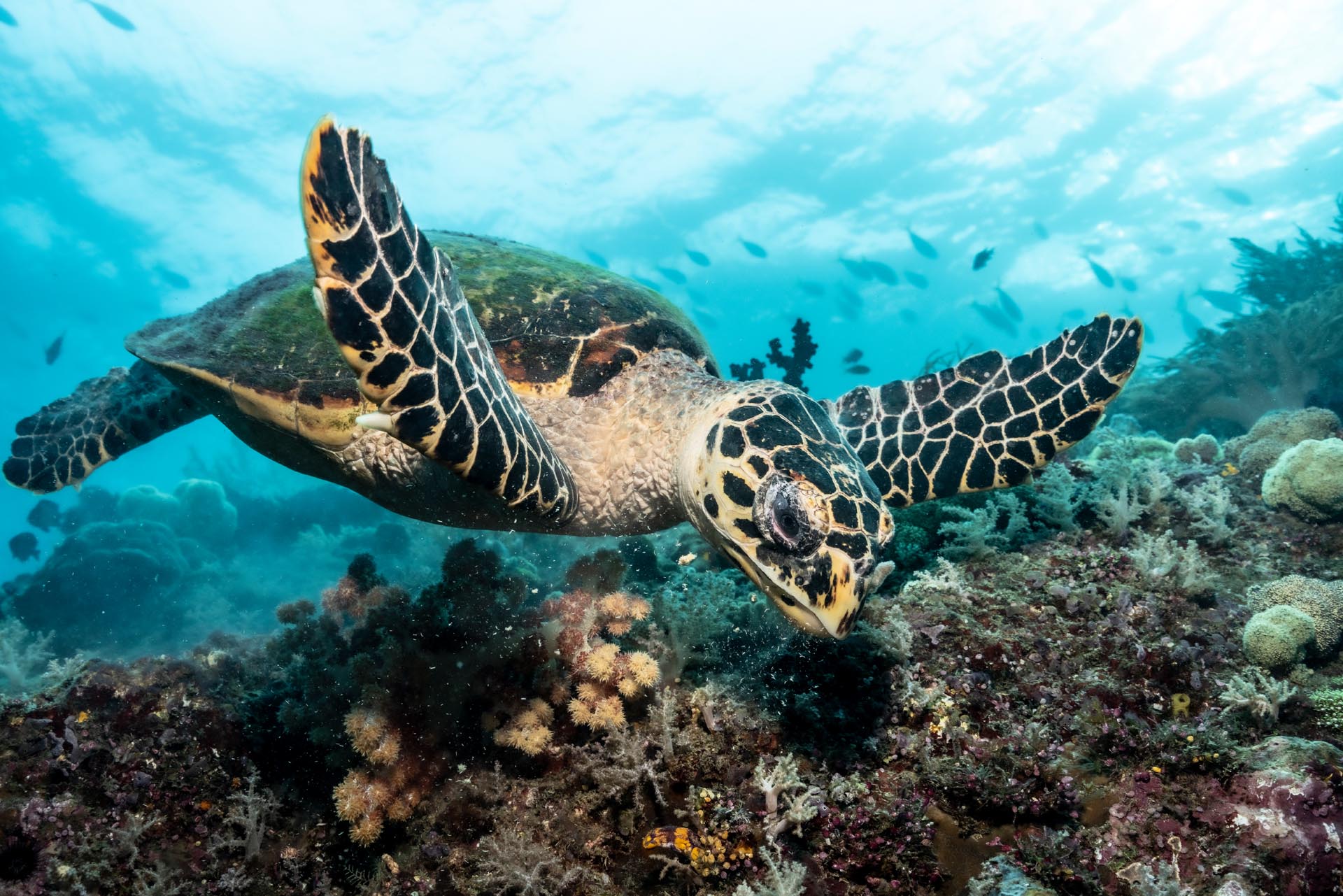  An inspiring photo of a pristine marine environment, such as the Ascension Island marine reserve, with the Blue Marine Foundation logo subtly overlaid