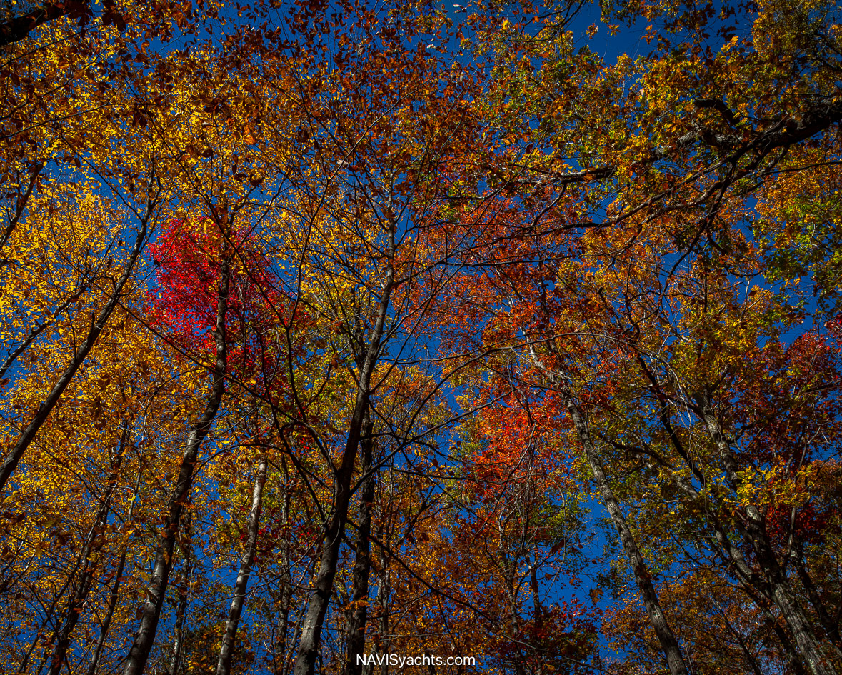 Rolls Northeast L-79