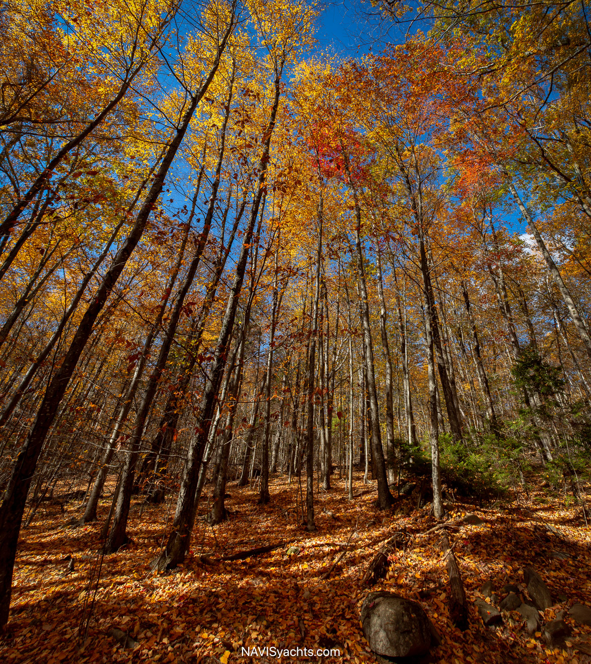 Rolls Northeast L-80