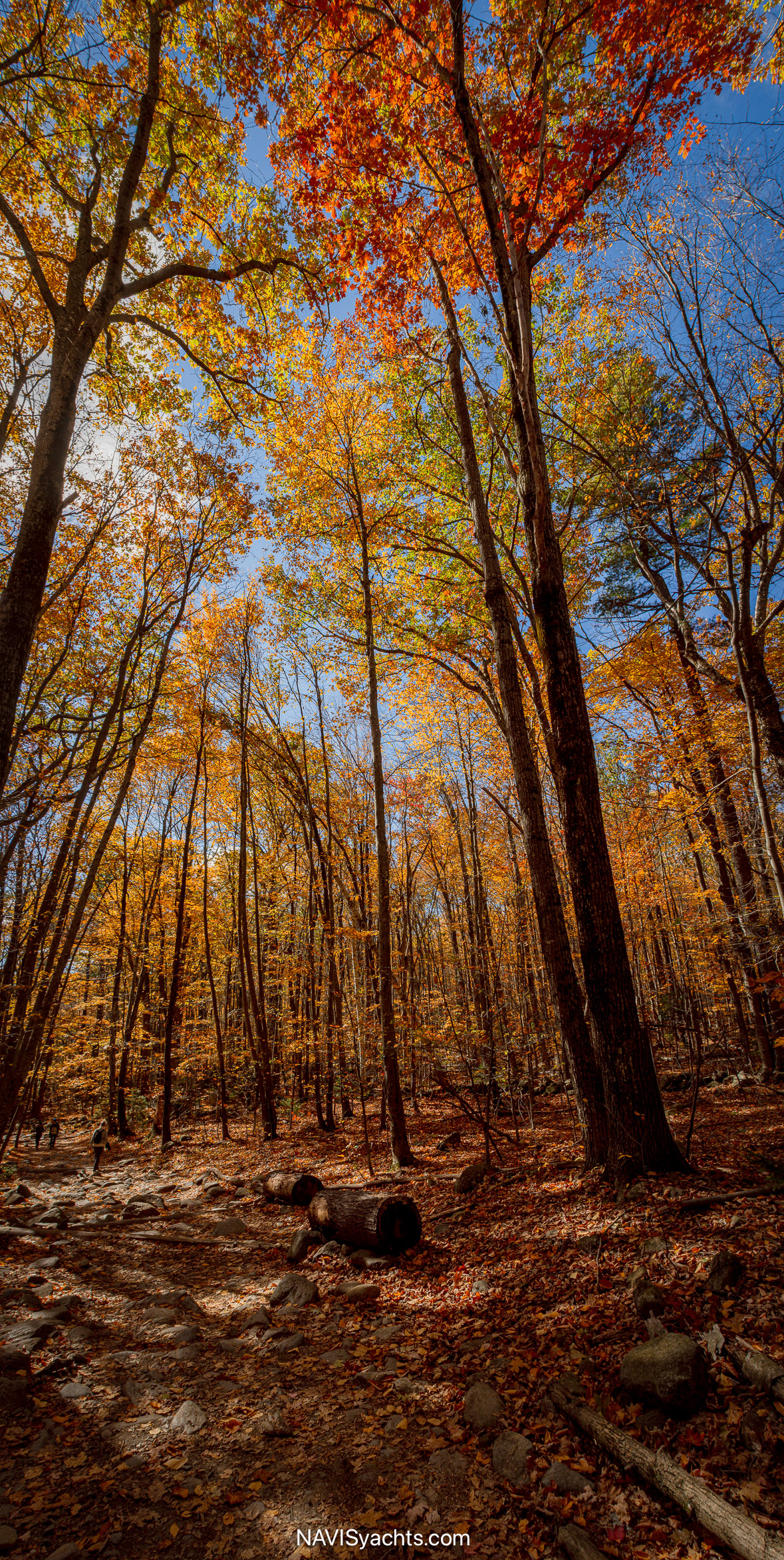 Rolls Northeast L-81